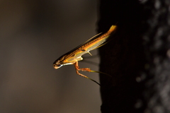 Caloptilia chrysitis