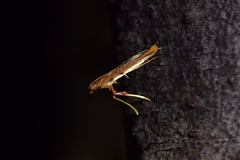 Caloptilia chrysitis