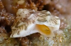 Notogibbula preissiana