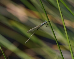 Austrolestes analis