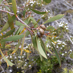 Hakea cinerea