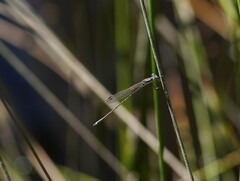 Austrolestes analis