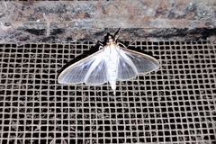 Palpita vitrealis
