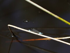 Ischnura heterosticta