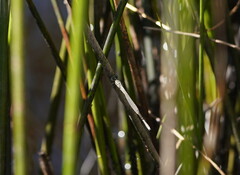 Austrolestes analis