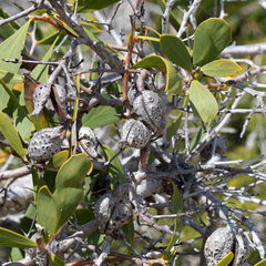 Hakea nitida