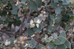 Hakea ferruginea