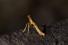 Caloptilia chrysitis