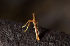 Caloptilia chrysitis