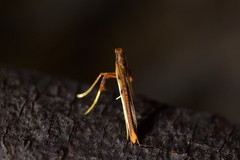 Caloptilia chrysitis