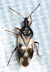 Anthocoris nemoralis