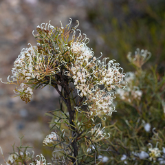 Hakea lissocarpha