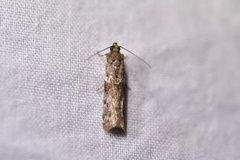 Ephestiopsis oenobarella