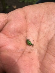 Diabrotica decempunctata