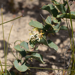 Hakea prostrata