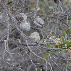 Hakea pandanicarpa