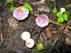 Inocybe geophylla