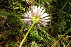 Brachyscome aculeata