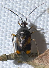 Deraeocoris