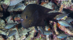 Acanthochromis polyacanthus