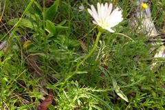 Brachyscome aculeata