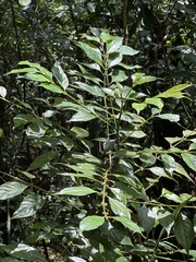 Lasianthus