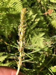 Platanthera dilatata