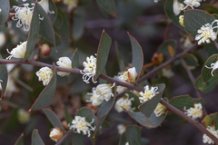 Hakea ferruginea