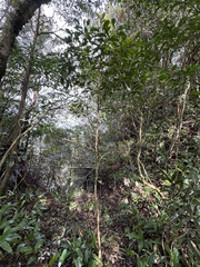 Ardisia