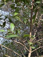 Ardisia