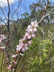 Leptospermum squarrosum