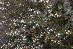 Hakea ferruginea