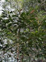 Ardisia