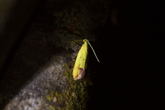 Gymnobathra flavidella