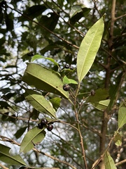 Ardisia