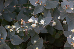 Hakea ferruginea