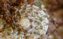 Notogibbula preissiana