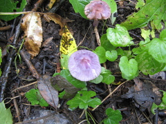 Inocybe geophylla