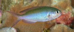 Fusilier Damselfish photo 3