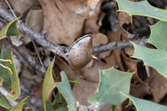 Hakea prostrata