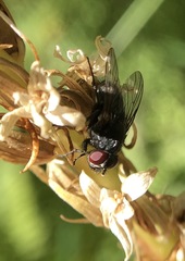 Platanthera dilatata
