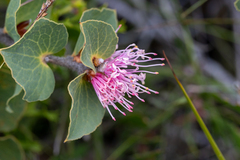 Hakea cucullata