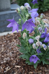 Platycodon grandiflorus