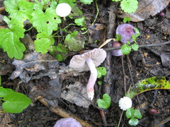 Inocybe geophylla