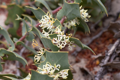 Hakea prostrata