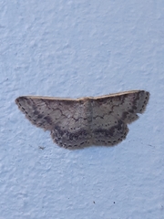 Idaea nephelota