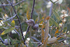 Hakea ambigua
