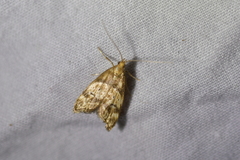 Gymnobathra hamatella