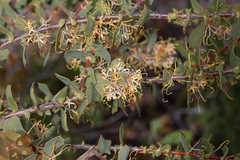 Hakea prostrata