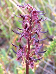 Genoplesium simulans